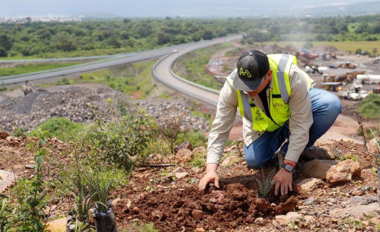 Reforesta SCOP 72 hectáreas del segundo anillo periférico con más de 33 mil árboles