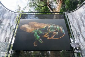 Últimos días para visitar exposición fotográfica “Insectus” en el Zoológico de Morelia