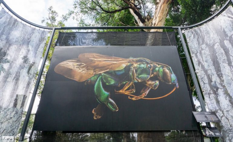 Últimos días para visitar exposición fotográfica “Insectus” en el Zoológico de Morelia