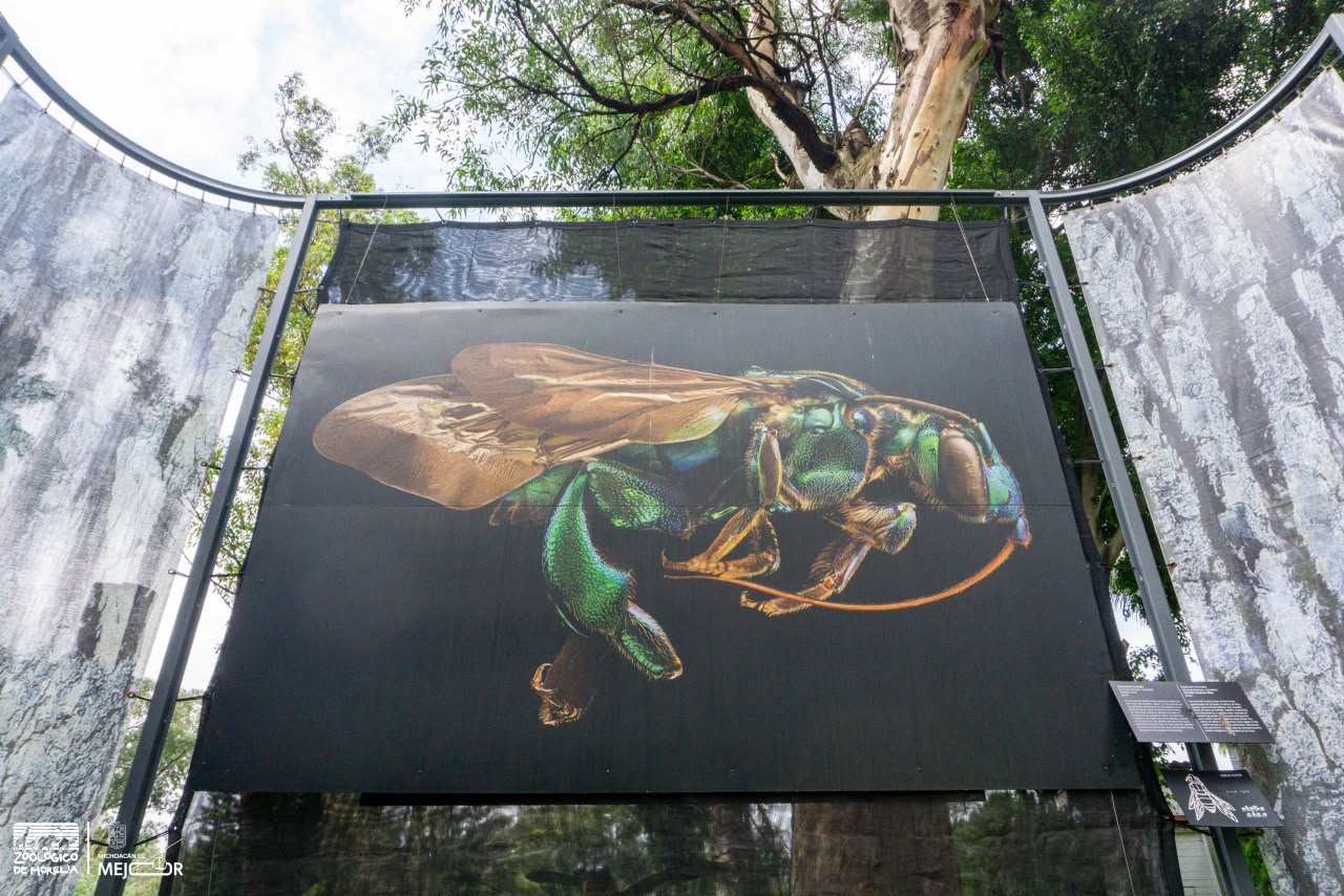 Últimos días para visitar exposición fotográfica “Insectus” en el Zoológico de Morelia