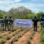 Operativo en Huetamo deja cinco sembradíos de marihuana destruidos