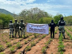 Operativo en Huetamo deja cinco sembradíos de marihuana destruidos