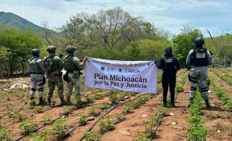 Operativo en Huetamo deja cinco sembradíos de marihuana destruidos