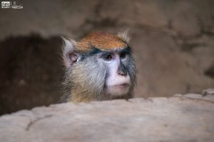 Descubre el fascinante mundo de los pequeños primates en el Zoológico de Morelia