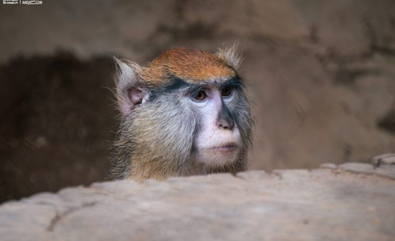 Descubre el fascinante mundo de los pequeños primates en el Zoológico de Morelia