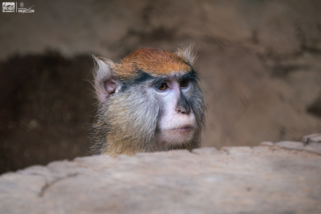 Descubre el fascinante mundo de los pequeños primates en el Zoológico de Morelia