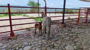 Cumplimenta FGE cateo en Arteaga y asegura cuatro ejemplares equinos