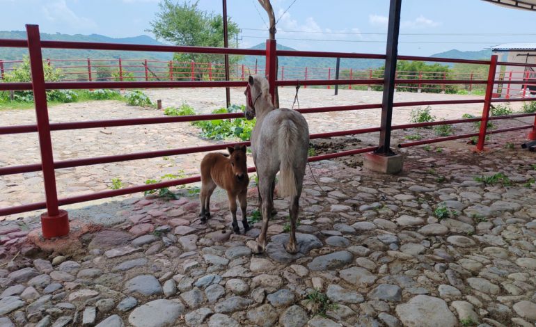 Cumplimenta FGE cateo en Arteaga y asegura cuatro ejemplares equinos