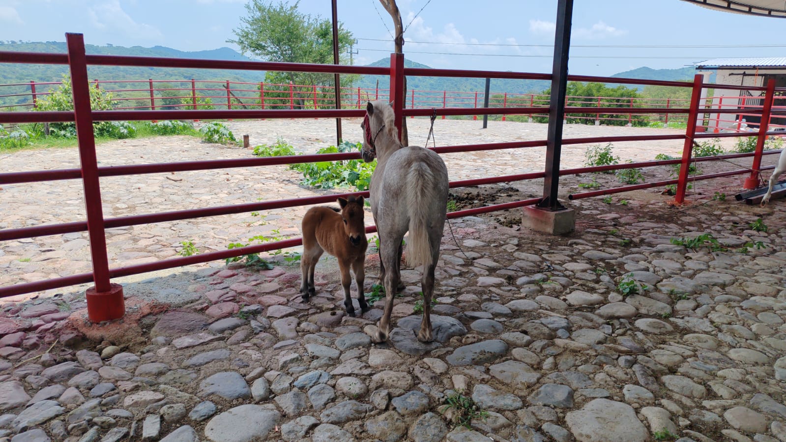 Cumplimenta FGE cateo en Arteaga y asegura cuatro ejemplares equinos