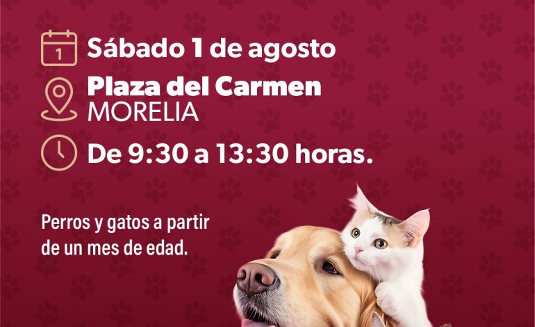 Vacunación antirrábica gratuita para perros y gatos en la Plaza del Carmen