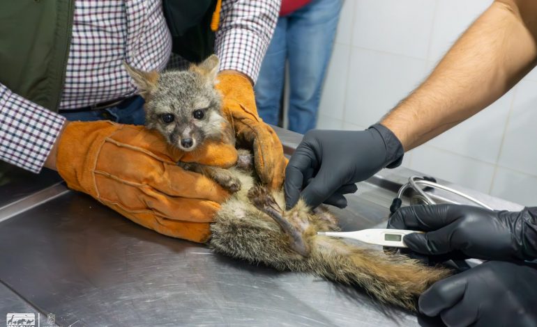 Zoológico de Morelia recibe a zorro gris rescatado por Profepa.
