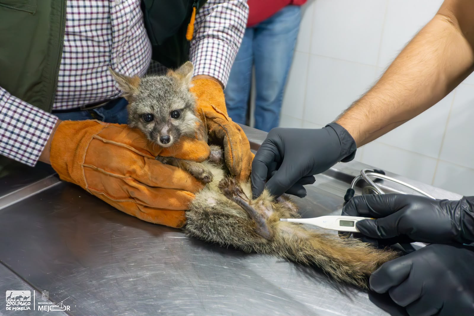 Zoológico de Morelia recibe a zorro gris rescatado por Profepa.
