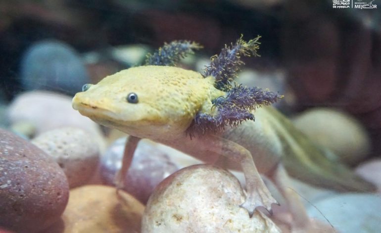 Zoológico de Morelia registra más de 500 nacimientos durante la actual administración.