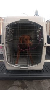 FGE rescata a ser sintiente víctima de maltrato durante cumplimiento de una orden de cateo en Morelia.<br>