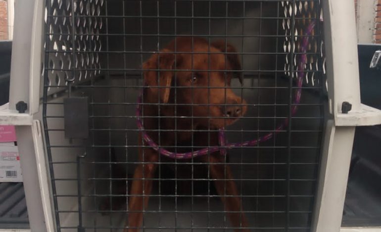 FGE rescata a ser sintiente víctima de maltrato durante cumplimiento de una orden de cateo en Morelia.