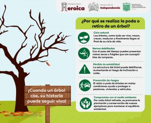 Unidos por la seguridad y la memoria: Vecinos y Gobierno acuerdan la renovación del emblemático árbol de El Hucaz