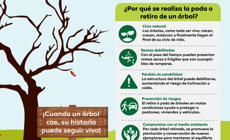 Unidos por la seguridad y la memoria: Vecinos y Gobierno acuerdan la renovación del emblemático árbol de El Hucaz