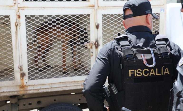En el primer semestre de 2026, FGE logra el rescate y resguardo de cerca de 360 seres sintientes en Michoacán.