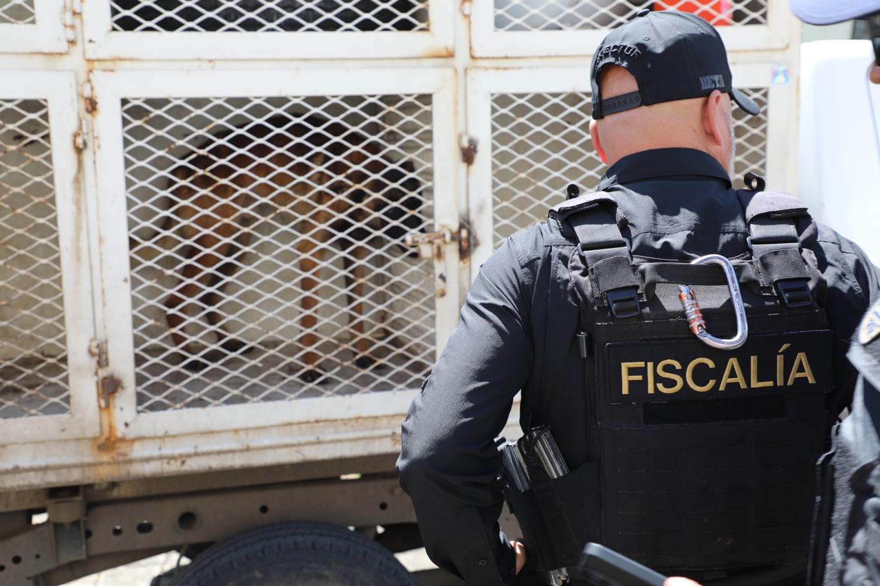 En el primer semestre de 2026, FGE logra el rescate y resguardo de cerca de 360 seres sintientes en Michoacán.