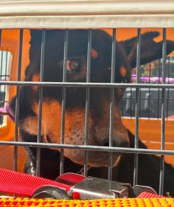 Cumplimenta FGE orden de cateo y rescata a un canino víctima de maltrato animal en Morelia