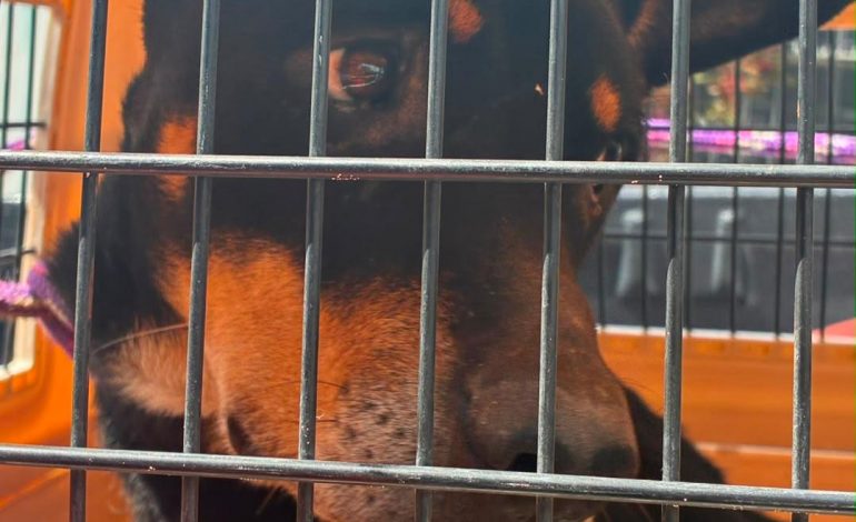 Cumplimenta FGE orden de cateo y rescata a un canino víctima de maltrato animal en Morelia