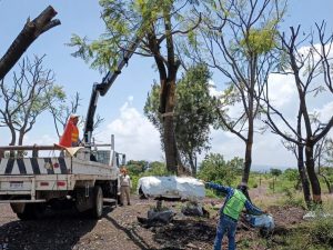 Zona de Tres Puentes contará con Corredor Ecológico; habrá árboles trasplantados y especies nativas