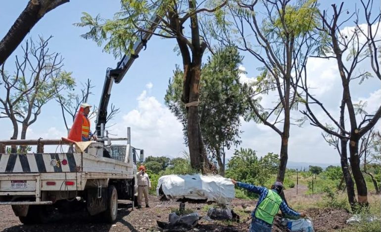 Zona de Tres Puentes contará con Corredor Ecológico; habrá árboles trasplantados y especies nativas