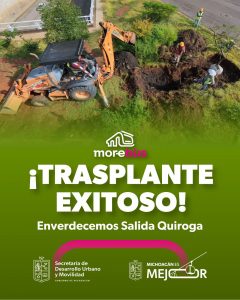 Se suman 28 árboles trasplantados a las acciones ambientales del Morebús