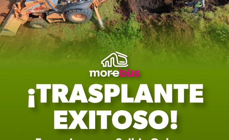 Se suman 28 árboles trasplantados a las acciones ambientales del Morebús
