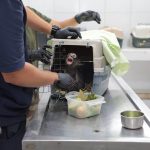 Obtiene FGE vinculación a proceso contra un hombre por maltrato animal y posesión de un mono araña en peligro de extinción