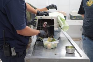 Obtiene FGE vinculación a proceso contra un hombre por maltrato animal y posesión de un mono araña en peligro de extinción
