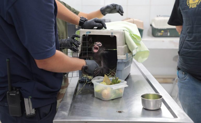 Obtiene FGE vinculación a proceso contra un hombre por maltrato animal y posesión de un mono araña en peligro de extinción