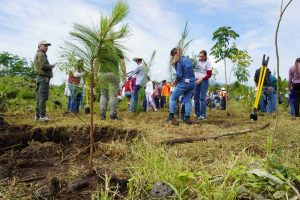 Compensación de 32 mil árboles por el Morebús equivale a una superficie de 45 canchas de fútbol