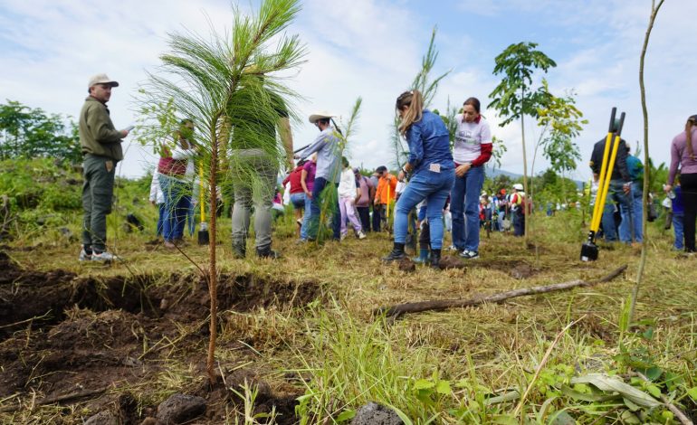 Compensación de 32 mil árboles por el Morebús equivale a una superficie de 45 canchas de fútbol
