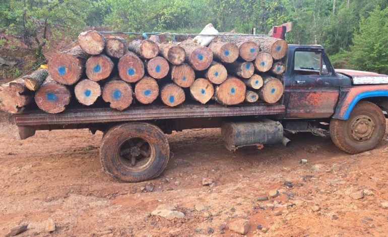 Asegura FGE camión cargado de 6.1 metros cúbicos de madera de pino durante operativo contra la tala ilegal en Morelia
