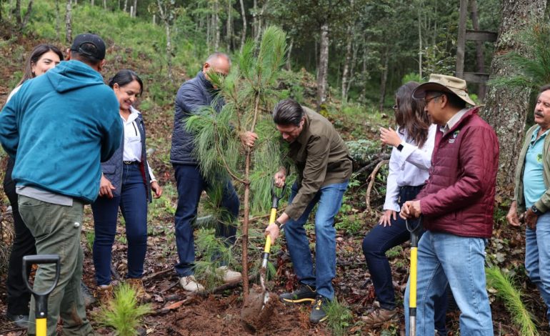 En Segundo Año de Gobierno, Alfonso Martínez consolida liderazgo ambiental de Morelia con nombramiento de Ciudad Árbol
