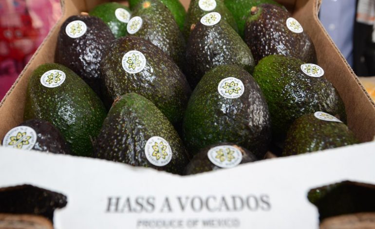 Michoacán cosechó un millón 460 mil toneladas de aguacate en la temporada 2025-2026