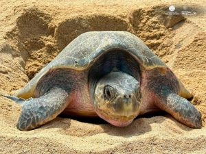 Michoacán, referente mundial en la preservación de la tortuga marina