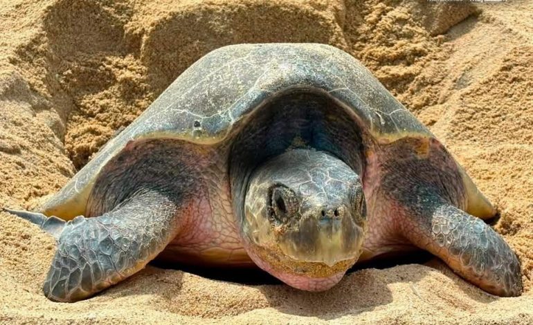 Michoacán, referente mundial en la preservación de la tortuga marina