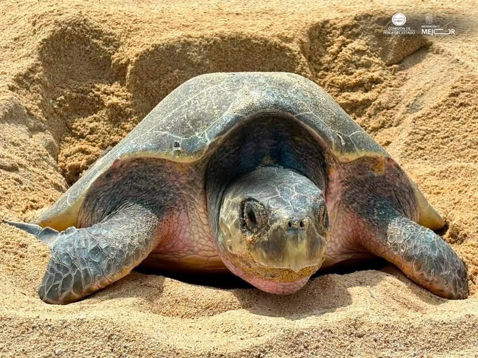Michoacán, referente mundial en la preservación de la tortuga marina