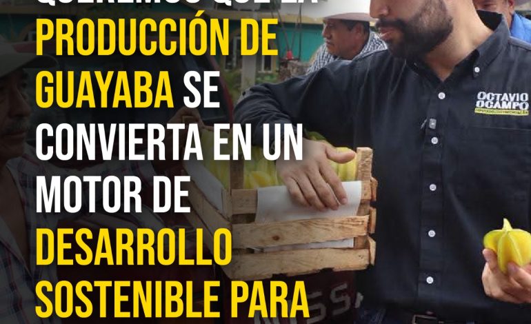 Queremos que la producción de guayaba se convierta en un motor de desarrollo sostenible para Juárez y para todo Michoacán:  Octavio Ocampo