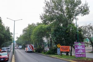 Con ajuste del proyecto del Morebús se rescatarán y trasplantarán 27 árboles en Tres Puentes