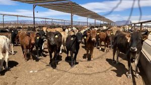 REAPERTURA A EXPORTACIONES DE GANADO EN PIE A ESTADOS UNIDOS, ES UNA BUENA NOTICIA