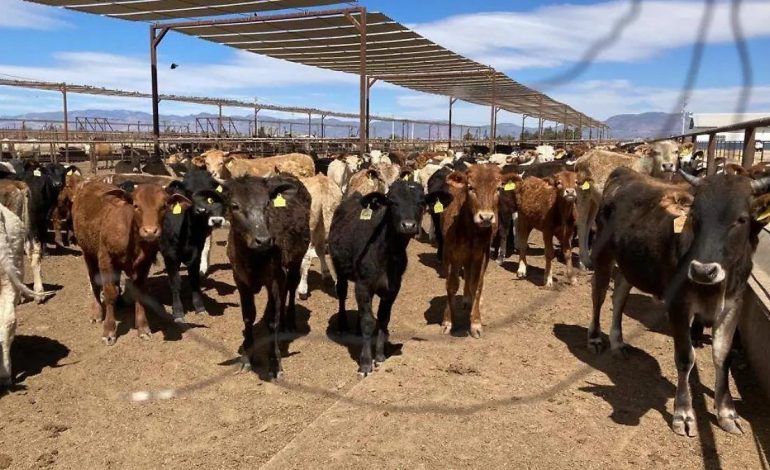 REAPERTURA A EXPORTACIONES DE GANADO EN PIE A ESTADOS UNIDOS, ES UNA BUENA NOTICIA