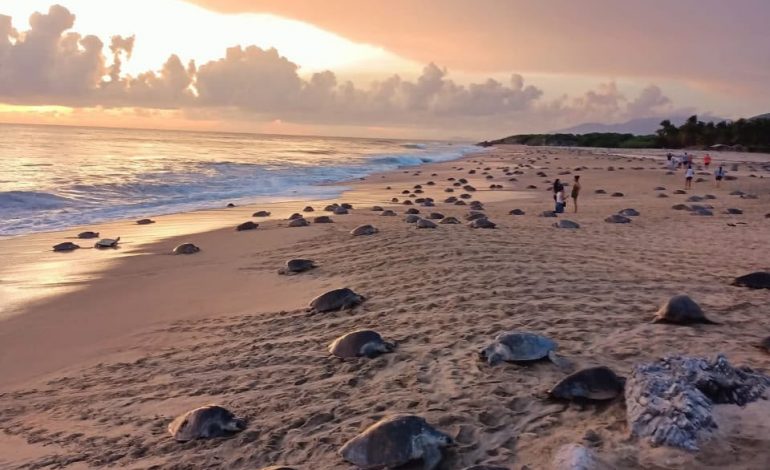 Inicia arribazón masiva de tortuga marina en playas de Michoacán.