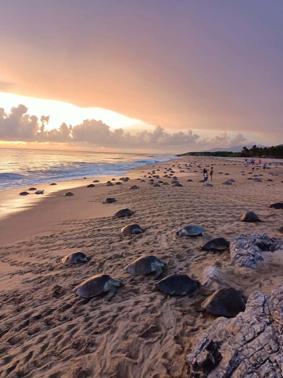Inicia arribazón masiva de tortuga marina en playas de Michoacán.