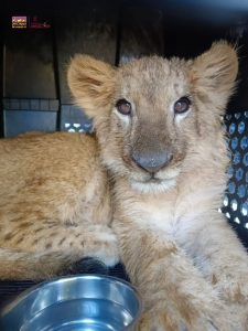 Zoológico de Morelia ha recibido más de 450 animales rescatados en la presente administración.