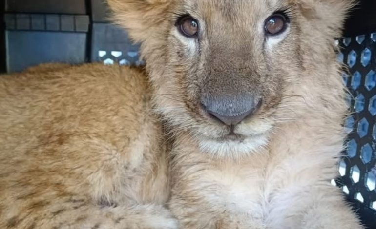 Zoológico de Morelia ha recibido más de 450 animales rescatados en la presente administración.