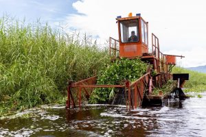 Intensifican trabajos de recuperación en el lago de Cuitzeo con maquinaria especializada.
<br>