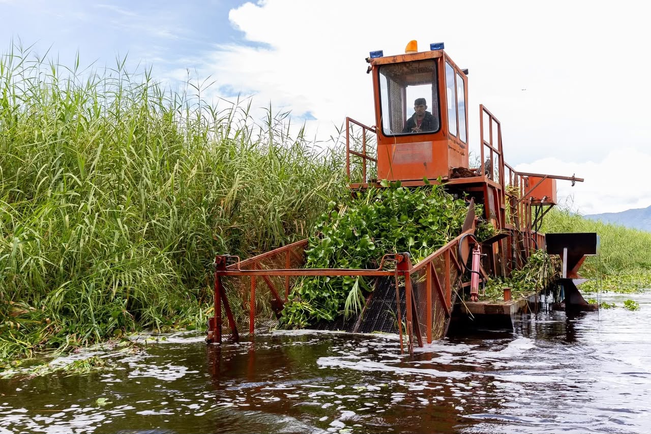 Intensifican trabajos de recuperación en el lago de Cuitzeo con maquinaria especializada.
